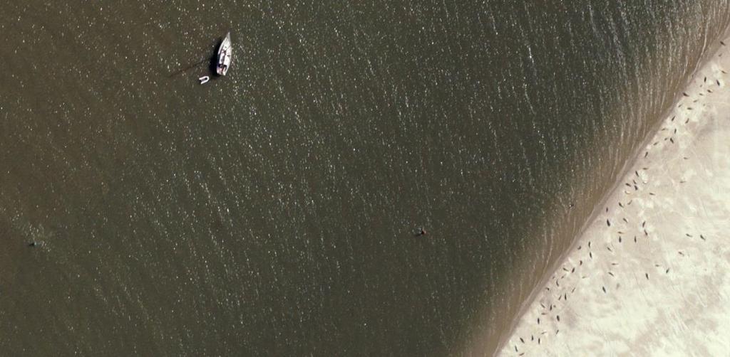 Enkele tientallen zeehonden zien we in het water. We kunnen vaststellen dat deze zeehonden zijn verstoord. Figuur 5.6 Razende Bol Om 16.