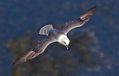 2.7 Vogels 2.7.1 Noordse stormvogel