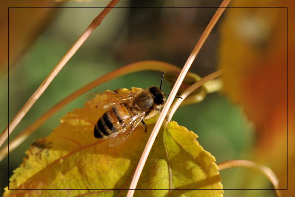 Bij de bijenstal was nog redelijk veel activiteit, maar op de tuinen zag ik slechts een enkele honingbij. Het bellenblazen is een activiteit die door veel vliegen wordt beoefend.