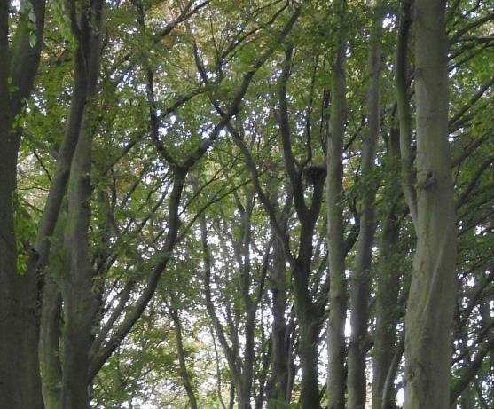 De overige rode stippen op de toekomstige plankaart betreffen bomen die worden gekapt.