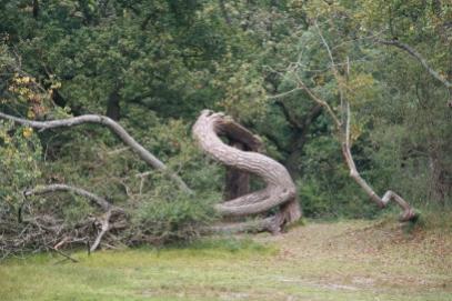 Als je met je rug naar het kleine paadje omhoog staat, zie je in de verte een grote, oude eik. In hoeveel tellen ren jij om de eik en weer terug?