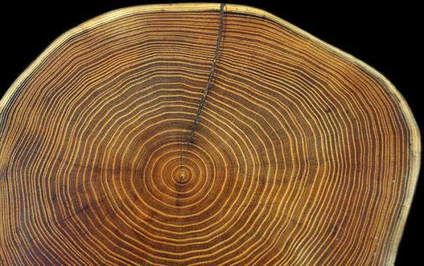 dendrochronologisch onderzoek wat is dendrochronologie Dendrochronologie is de wetenschapdiscipline dat zich bezighoudt met het dateren van bomen en houten voorwerpen.