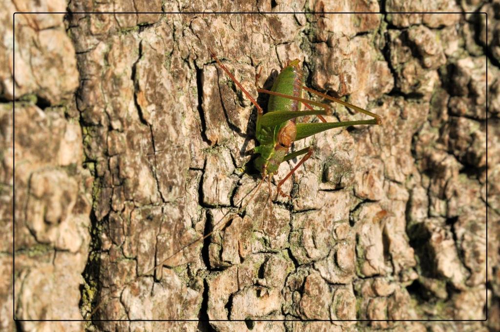 Op twee verschillende bomen zag ik een struiksprinkhaan. Dit is een mannetje. Mannetjes bereiken een lengte van 10 tot 13 millimeter.