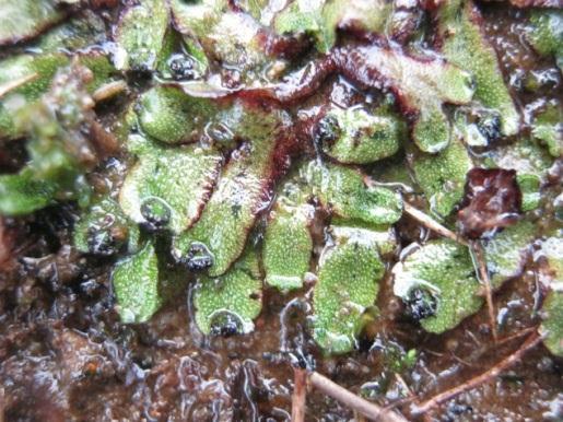 Het gaat om de volgende mossen: Cephaloziella stellulifera (Greppeldraadmos) Het mos is zeer zeldzaam in Nederland (zzz) en staat op de Rode Lijst als gevoelig (ge).
