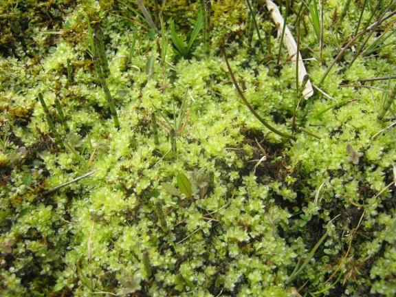 Plagiomnium elatum (Geel boogsterrenmos) Het mos is zeldzaam in Nederland (zz) en staat op de Rode Lijst als Kwetsbaar (Kw).