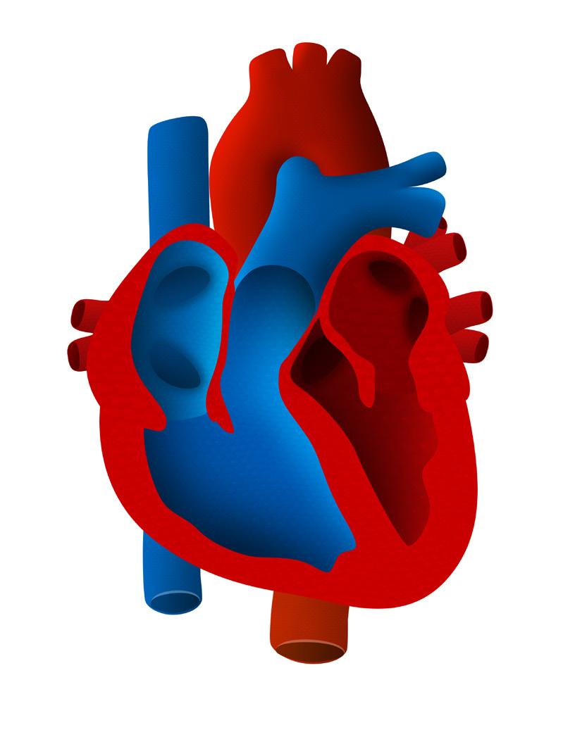 5 De hartwerking speelt dus een belangrijke rol om ons in leven te houden. De hartpomp is een vuistgrote spier die opgedeeld wordt in 4 compartimenten: 2 voorkamers en 2 kamers.