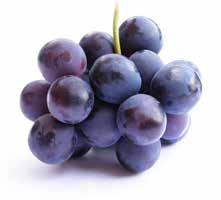 49 VinuPhyt Druivenpit draagt bij tot de ondersteuning van het bloedvatenstelsel en tot een goede conditie van de huid. VinuPhyt bevat oligomere proanthocyanidinen (OPC s) uit druivenpitten.