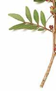 85 PermeaVit Aloë vera en heemst bevorderen de spijsvertering. Aloë vera (Aloe Vera) en heemst (Althaea officinalis) zijn goed voor de darmwerking.