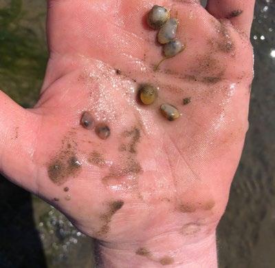 Bericht uit de Waddenzee 14 juli 2018 Succesvolle voortplanting van kokkels, strandgapers en nonnetjes André Seinen (Meromar Seafoods BV) Niet alle soorten schelpdieren bleken, wat betreft sterfte en