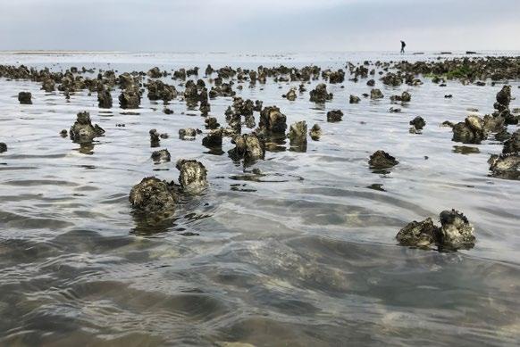 Bericht uit de Waddenzee 21 augustus 2018 Succesvolle voortplanting Japanse oester onder Sylt ook nog eens zuurstofloos en giftig.