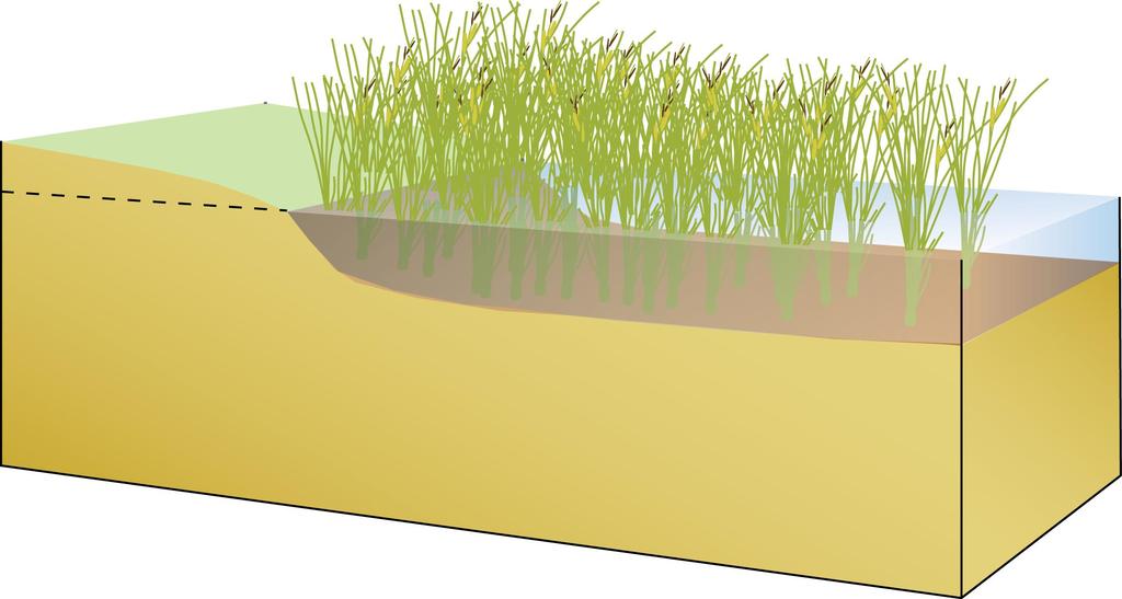 Verschillen typen Types van Snavelzegge, Holpijp, Riet & Holpijp Beperkingen Te weinig kwel; Te hoge nutriëntenconcentraties, Petgatvorm niet geschikt; Te dikke sliblaag; Dispersie kan voor