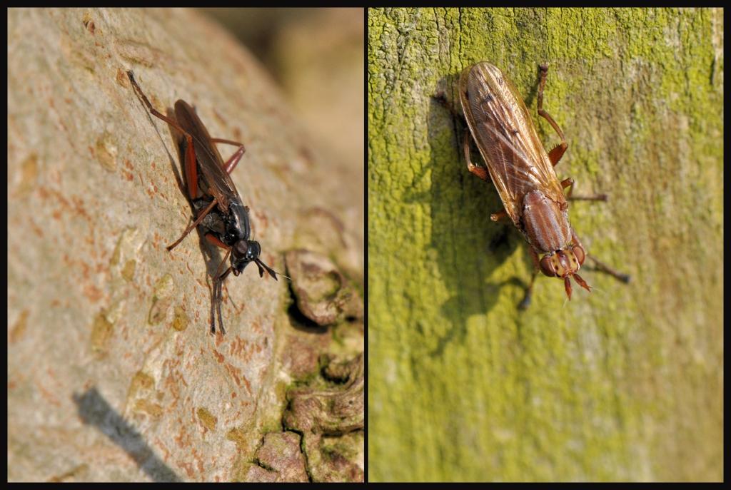Met hun korte sterke zuigsnuit (proboscis ) steken roofvliegen hun prooi en spuiten enzymen naar binnen die hun prooi verlammen en hun ingewanden doen verteren.
