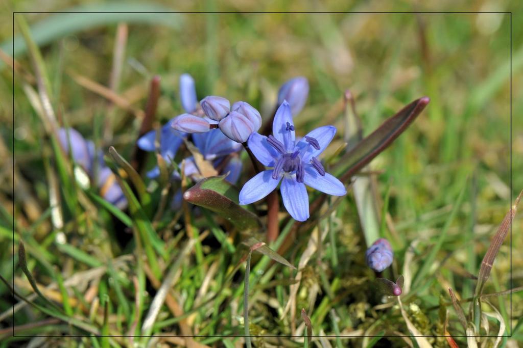 De vroege sterhyacint (Scilla bifolia) is een plant uit de aspergefamilie.