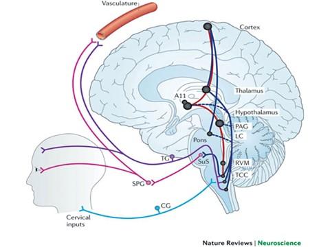 Nekpijn en hoofdpijn:referred pain neuro-anatomie