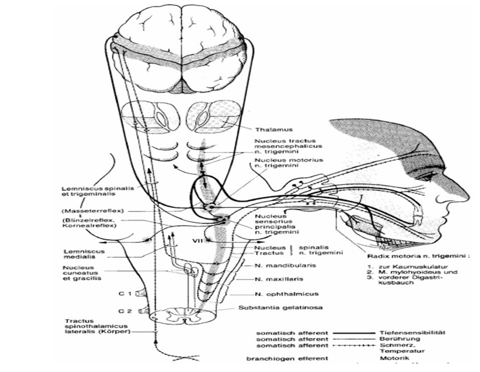 Supraspinale systemen Trigeminus-Cervicale Complex N.