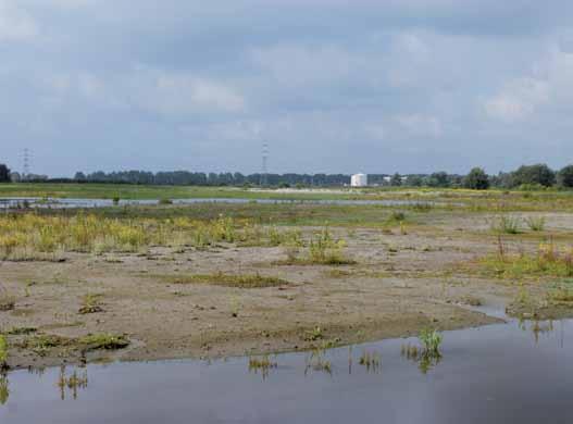 De Vlakte van Zwijndrecht werd in 2011 heringericht om nog enkele jaren te voldoen als broedgebied voor kluten, plevieren en visdief. - Geert Spanoghe de Zoetwaterkreek en de Brakke Kreek.