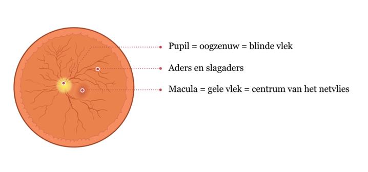 Het centrale deel van netvlies (de macula) zorgt voor het waarnemen van kleine details.