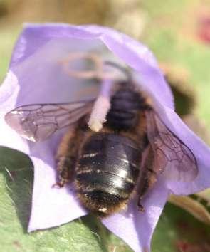 Veel bloemen nodig Wilde bijen hebben veel bloemen nodig; voor bevoorrading één broedcel: Kleine wolbij: Klokjesdikpootbij:
