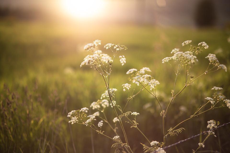 minimum reduceren. Door het grote ƒ/1.4 diafragma zorgt dit objectief voor een zachte weergave van de onscherpe voor- en achtergrond, met een prachtige bokeh.