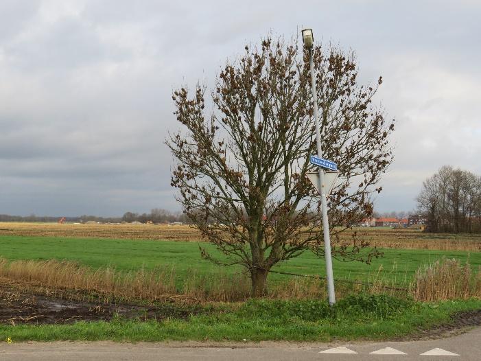 de boom wordt normaal in de jeugdgroei al vastgelegd en behoeft later nauwelijks gereduceerd te worden. In zijn algemeenheid is daarom het snoeibeleid aan te passen.