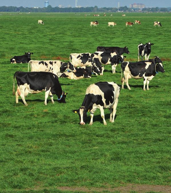 LTO Vakgroep Melkveehouderij Nederlandse Zuivel Organisatie Juni 2018 Dit is de bijdrage van