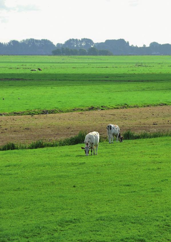 Inleiding Nederland is van oudsher een echt zuivelland. De combinatie van voldoende neerslag, geschikte grond en zachte winters is optimaal voor de teelt van gras.