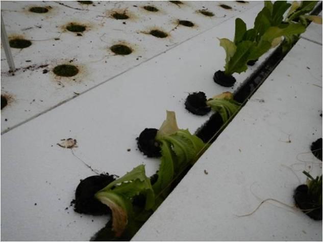 sporen) uitzakken en dus nooit via opspattend water op het blad terecht kunnen komen of via stroming in contact kunnen komen met het in het water hangende blad.