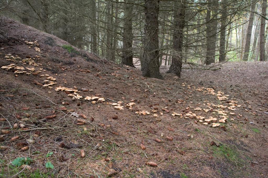 4 In dennenbossen vertonen stobben van afgezaagde bomen soms toch nog groei van callusweefsel dat de zaagsnede overgroeit.