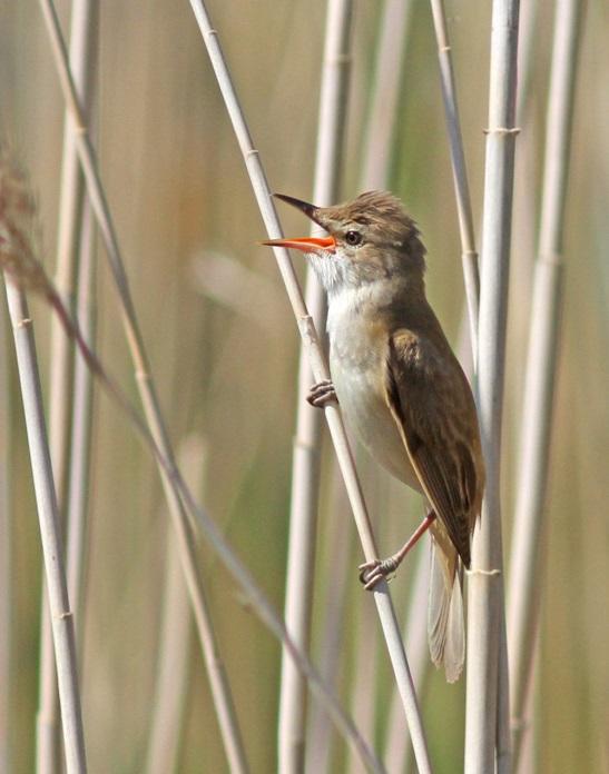 VOGELSOORT RINGNUMMER 11.Pimpelmees Arnhem AX59345 12.Kerkuil Arnhem 5439311 13.Torenvalk Arnhem 3667790 14.Kleine Karekiet Arnhem BA63649 15.Kerkuil Arnhem 5438629 16.