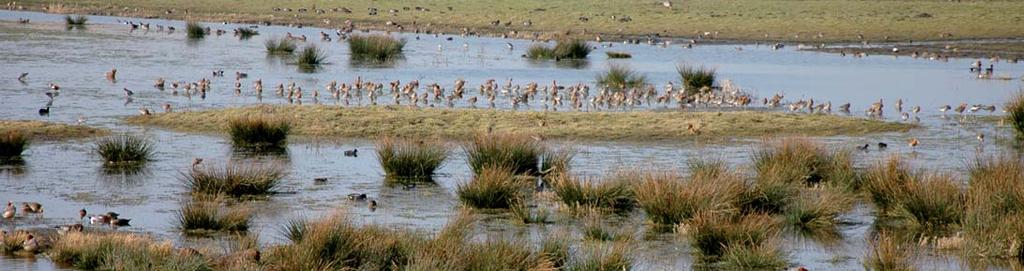 In het vroege voorjaar trekken natte plekken in de reservaatgebieden erg veel steltlopers aan. In die tijd foerageren de vogels er vaak in grote groepen.