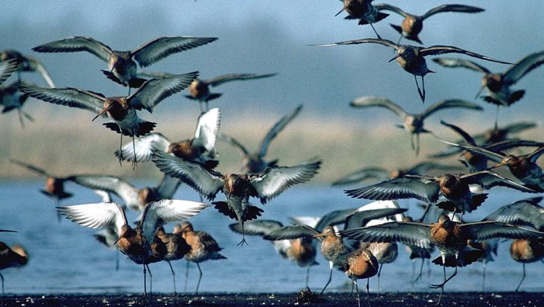 Tabel 3.11 Knelpunten van vogels van de ruimtelijke eenheid moeras riet en water (een grote randlengte) biedt de meeste kansen voor een rijke en diverse populatie rietvogels.