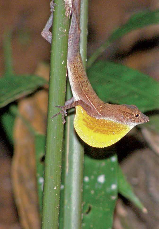 Norops polylepis Jan en Ina Tuns San Juan de Sierpe Peninsula Osa, Costa Rica www.