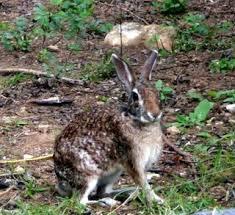 Cottontails Het Curaçaos konijntje of konènchi (in het Papiaments) is geen konijn. Wetenschappers hebben ontdekt dat dit diertje juist meer familie is van de hazen.