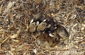 Gewoonten en eetgewoonten Een ander verschil tussen de cottontail en een gewoon konijn is de manier waarop ze jongen krijgen. Allebei de soorten behoren natuurlijk tot de groep van de zoogdieren.