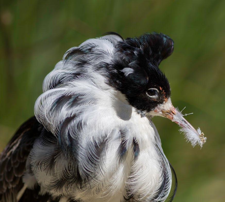 Voor de bespreking is het Utrechts weidevogelgebied opgedeeld in de volgende deelgebieden: 1. de Venen Noordwest 2. Mijdrecht Noord 3. Wilnisse en Mijdrechtse Bovenlanden 4. Demmerik en Donkereind 5.