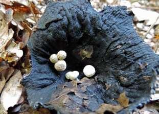 Door jaren achtereen deze soorten te tellen krijgt men een goed beeld van de paddenstoelen flora van o.a. de hoge zandgronden.