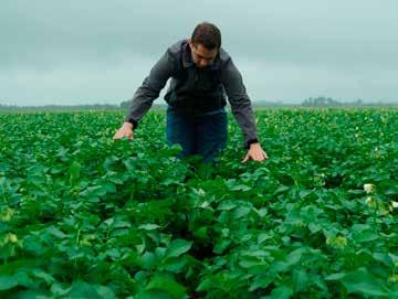 Innovator), Vrolijk, Fijnaart, Nederland, 2016 Bio-aardappelen 30 000 + 2,9 ton = + 11 % 26 250 opbrengst (kg/ha) 22 500 18 750