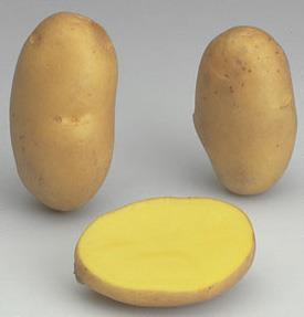 Rassenproef frietaardappelen Agria 3 locaties Moeilijke bewaring +2% op Fontane, +4% Tongeren Zeer grof 94% +50mm Korte knollen 7,1 cm Frietkwaliteit uitstekend