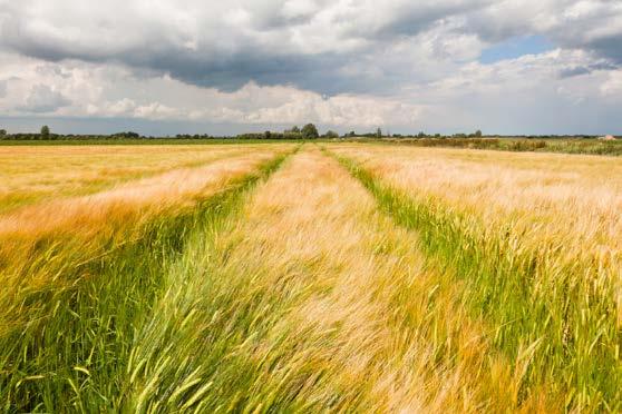 De economische betekenis van landbouwgrond Huib Silvis en Martien Voskuilen Voor de agrariër in de grondgebonden landbouw is de economische betekenis van grond zonder meer groot te noemen.