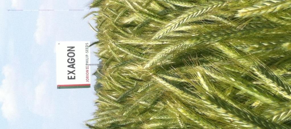 EXAGON De kilotriticale!