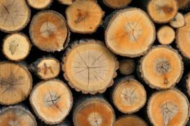 Daarnaast is hout de grondstof voor papier en kan het als brandstof worden gebruikt. 3.