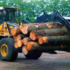 Bij productiebossen staat de productie van hout voorop, de ecologische waarde is hieraan ondergeschikt. Door het omzagen of omhakken van bomen worden bomen geveld.