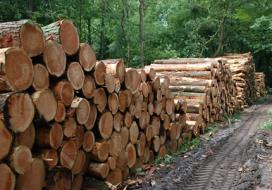 Houtkap vindt machinaal plaats met behulp van speciale bosbouwmachines, die de boomstammen beetpakken, bij de voet afzagen en tegelijkertijd automatisch takvrij strippen en op
