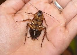 onder dode bladeren wonen en niet al te vaak huizen binnendringen. Kakkerlak een huisdier.