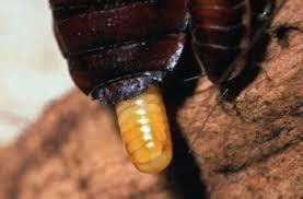 nachtdieren Kakkerlakken zijn nachtdieren. Dat betekent dat ze overdag slapen en vooral s nachts actief zijn.