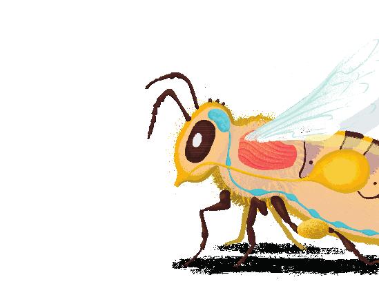 BIJ-BENEN Het lichaam van een honingbij bestaat uit drie verschillende segmenten.