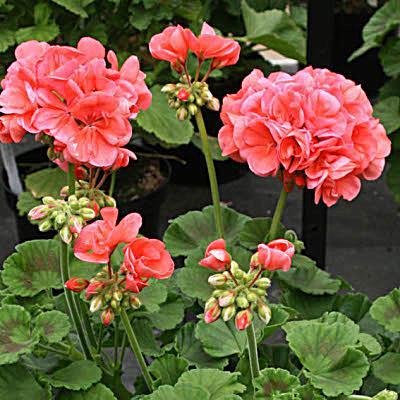 Pelargonium zonale