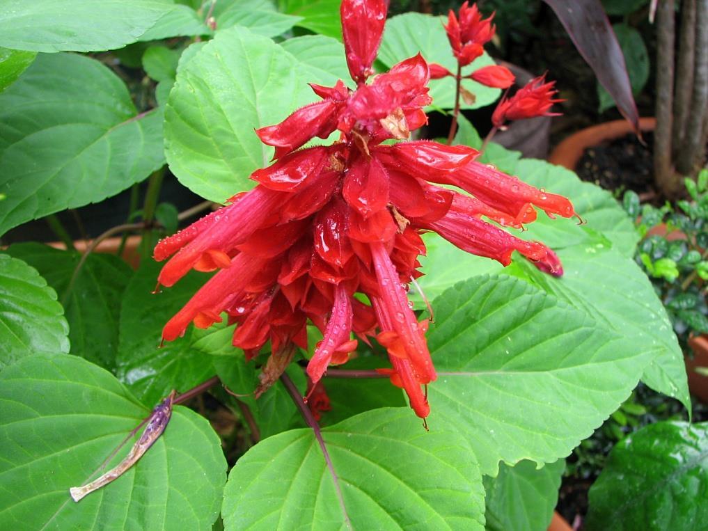 Salvia