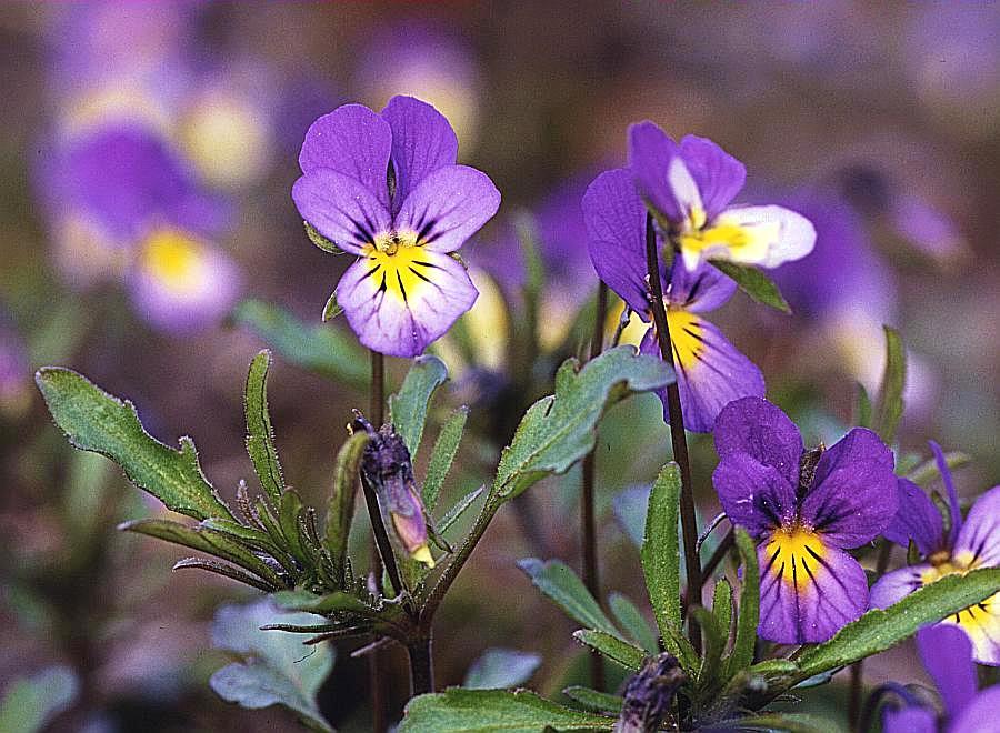 Viola tricolor Een schitterend kleine