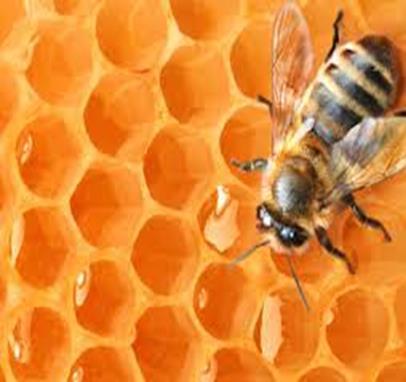 Enzymatisch debridement Honing (gebruik wordt al beschreven rond 1600) Wordt vaak gebruikt bij